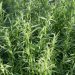 French tarragon
