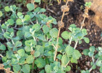 Horehound