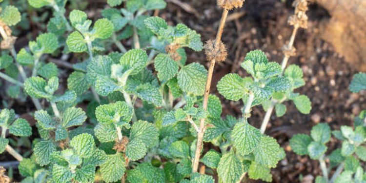 Horehound