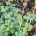 Horehound