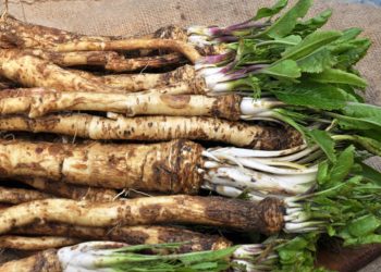 Horseradish