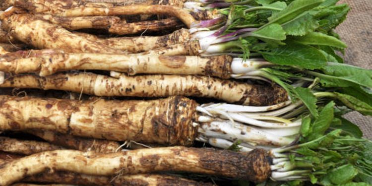 Horseradish
