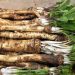 Horseradish