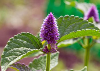 Hyssop