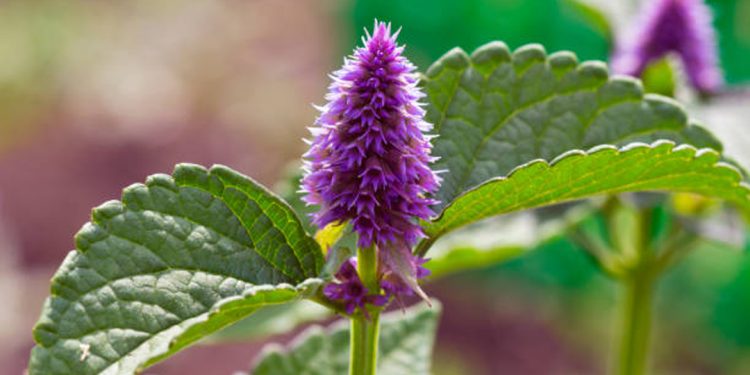 Hyssop