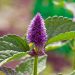 Hyssop