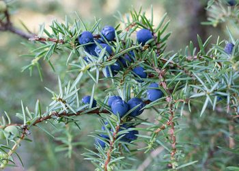 Juniper