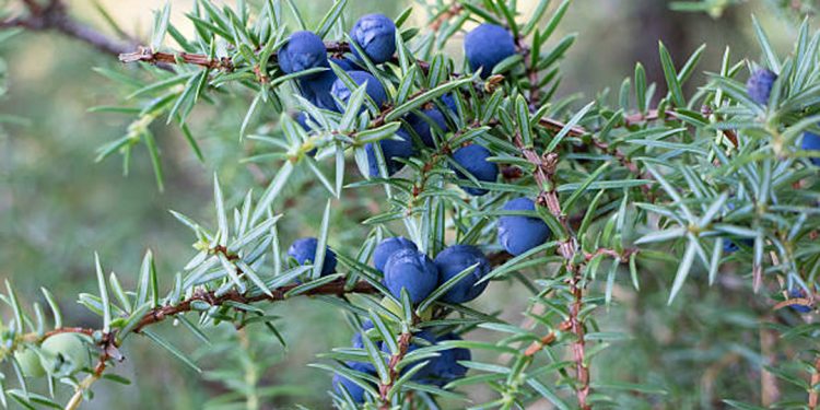 Juniper