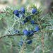 Juniper