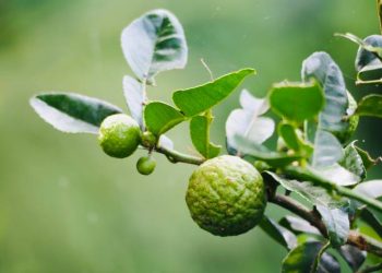 Kaffir lime tree