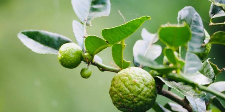 Kaffir lime tree