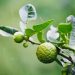 Kaffir lime tree