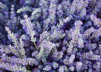 Lavender