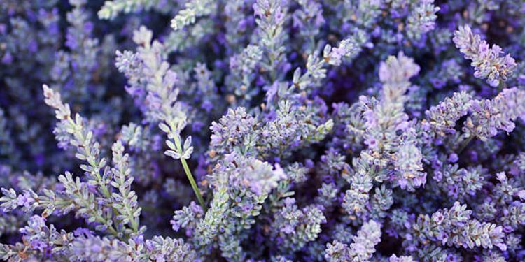 Lavender