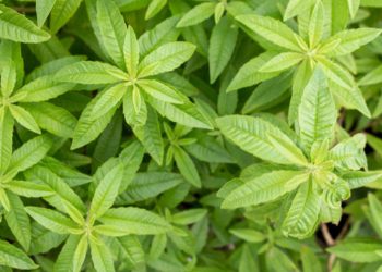 Lemon verbena