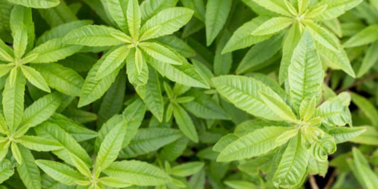 Lemon verbena