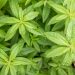 Lemon verbena