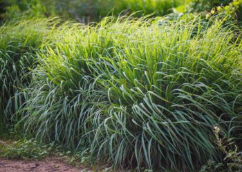 Lemongrass