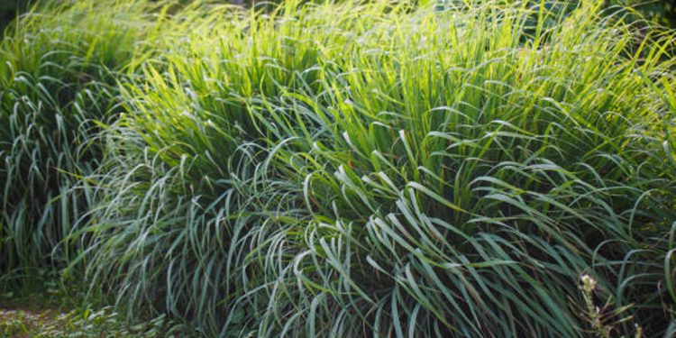 Lemongrass