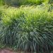 Lemongrass
