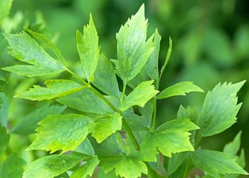 Lovage