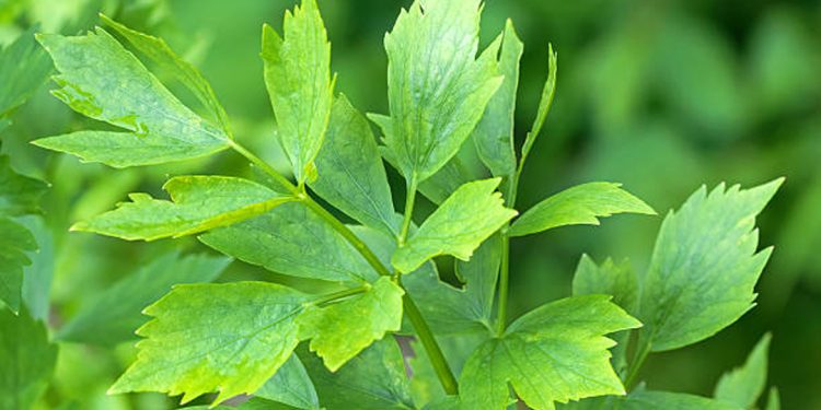 Lovage