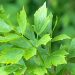 Lovage