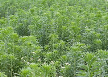 Mugwort, southernwood and wormwood