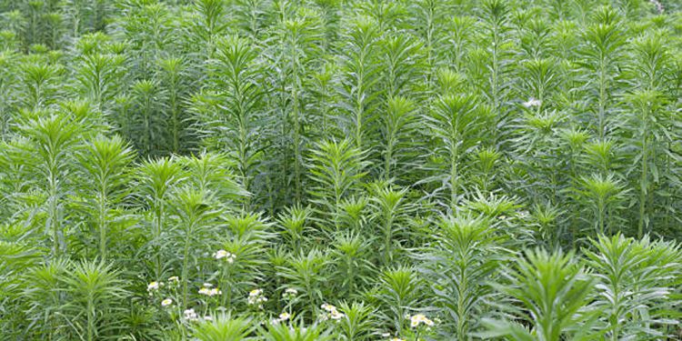 Mugwort, southernwood and wormwood