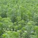 Mugwort, southernwood and wormwood