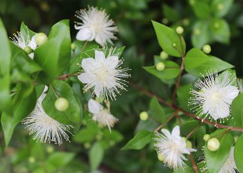 Myrtle