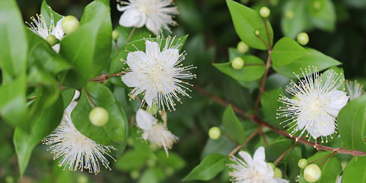Myrtle