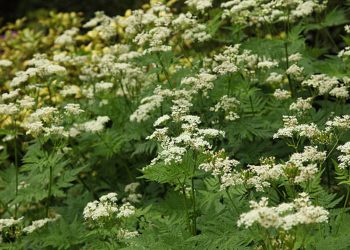 Sweet cicely