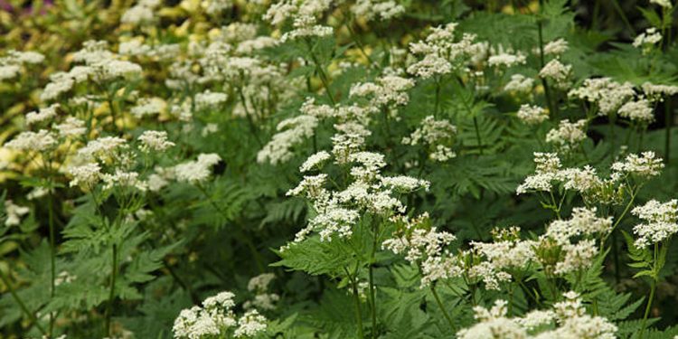 Sweet cicely