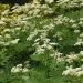 Sweet cicely