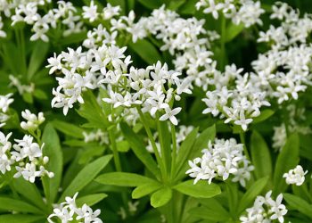 Sweet woodruff