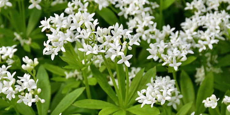 Sweet woodruff