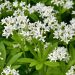 Sweet woodruff