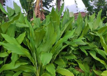 Turmeric leaves