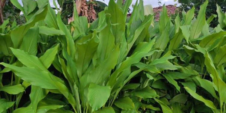 Turmeric leaves