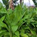 Turmeric leaves