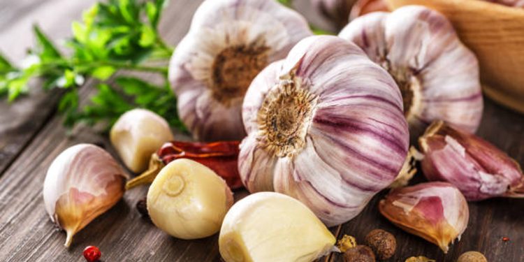 Garlic