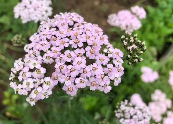 Yarrow