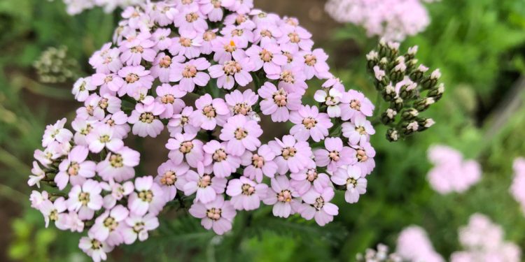 Yarrow