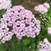 Yarrow