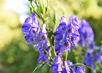 Aconite
