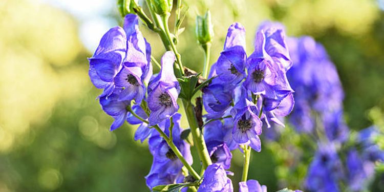 Aconite