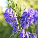 Aconite
