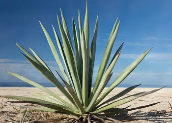 Agave