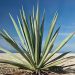 Agave